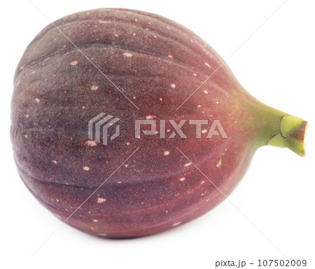 Fresh organic common fig Fresh organic common fig 107502009