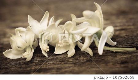 Medicinal moringa flower Medicinal moringa flower 107502059