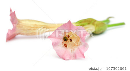 Tobacco flowers 107502061