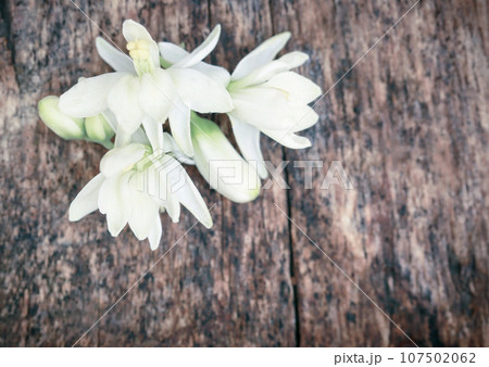 Medicinal moringa flower 107502062