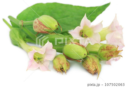 Tobacco flowers 107502063