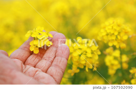 Hand holding mustard flowers 107502090