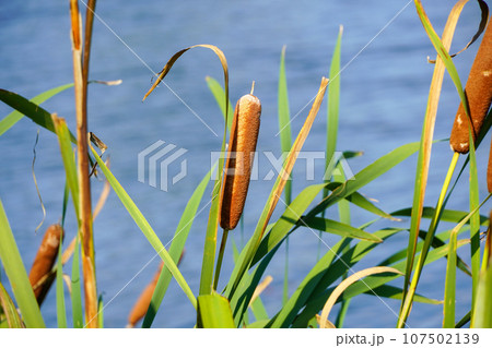 ガマ・三重湖公園 ガマ・三重湖公園 107502139