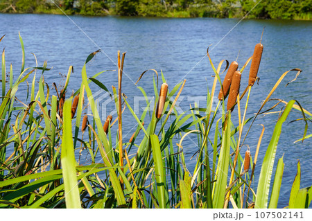 ガマ・三重湖公園 107502141