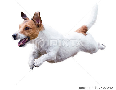 Jack Russell Terrier dog running and jumping isolated on white 107502242