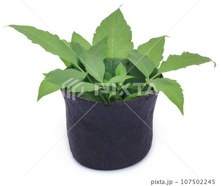 Vitex Negundo or Medicinal Nishinda leaves 107502245