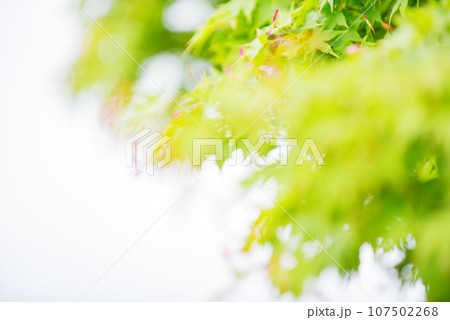さわやかな青もみじと実 オールドレンズ さわやかな青もみじと実 オールドレンズ 107502268