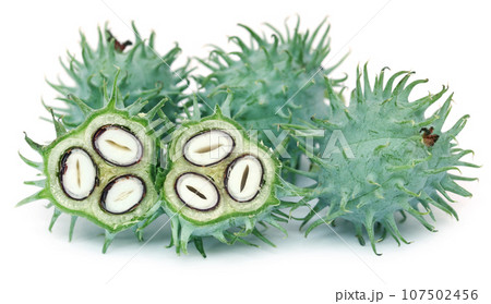 Green castor beans Green castor beans 107502456