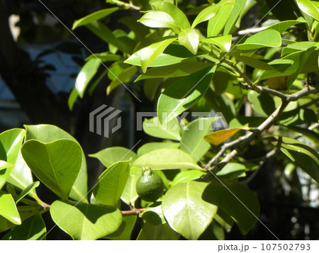 まだまだ未熟なトロピカルフルーツヒメグァバの実 107502793