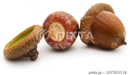 Closeup of acorn Closeup of acorn 107503116