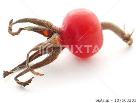 Beach rose Beach rose 107503203