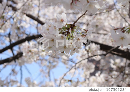 桜の花と新芽 桜の花と新芽 107503284