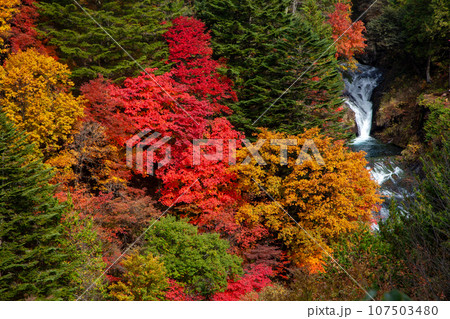 カエデの紅葉真っ盛りの森の中を白い飛沫を上げて流れる滝 カエデの紅葉真っ盛りの森の中を白い飛沫を上げて流れる滝 107503480