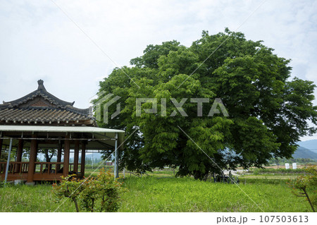 Bicycle path along the Seomjingang River 107503613