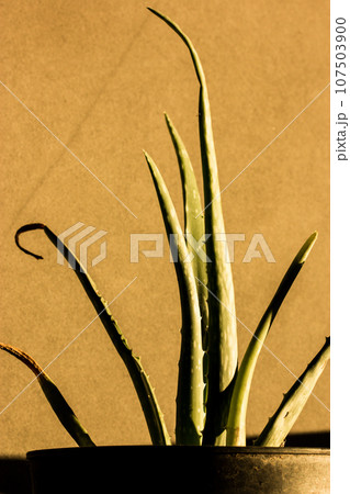 Succulent aloe vera plant in a pot. The long aloe leaves leave contrasting shadows on brown wall. Medicinal plants with beneficial properties. Indoor plants in the interior. Potted succulents at home. 107503900