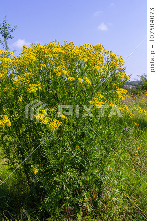 Yellow flowers of Senecio vernalis closeup on a blurred green background. Selective focus 107504073