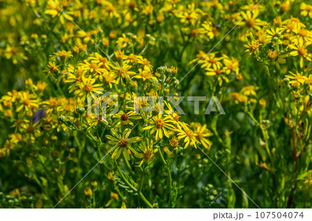 Yellow flowers of Senecio vernalis closeup on a blurred green background. Selective focus 107504074