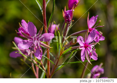 Pink Flowering Chamerion Dodonaei Alpine Willowherb Plant 107504075