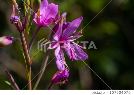Pink Flowering Chamerion Dodonaei Alpine Willowherb Plant 107504076