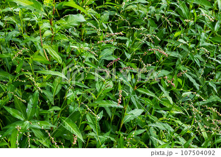 Weed Persicaria lapathifolia grows in a field among agricultural crops Weed Persicaria lapathifolia grows in a field among agricultural crops 107504092