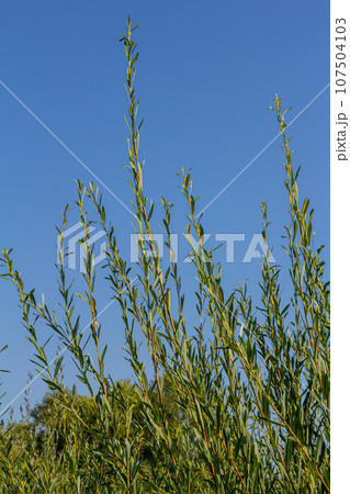Salix purpurea purple willow or osier is a species of Salix native to most of Europe. Purple willow catkin, Salix purpurea 107504103