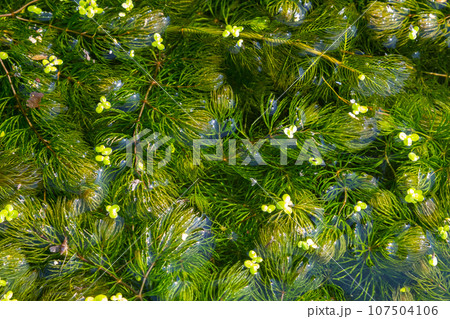 Close up of the aquatic plant Ceratophyllum coontails, hornworts floating on the surface of the water in a pond. Europe 107504106