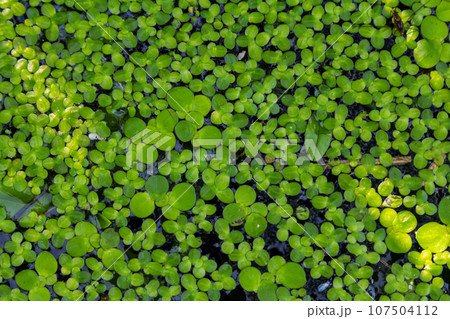 Duckweed - Cultivation of duckweed. Lemna trisulca Duckweed - Cultivation of duckweed. Lemna trisulca 107504112