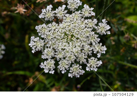 Daucus carota known as wild carrot blooming plant 107504129