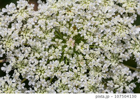Daucus carota known as wild carrot blooming plant 107504130