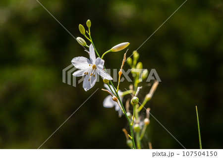 Fragile white and yellow flowers of Anthericum ramosum, star-shaped, growing in a meadow in the wild, blurred green background, warm colors, bright and sunny summer day 107504150