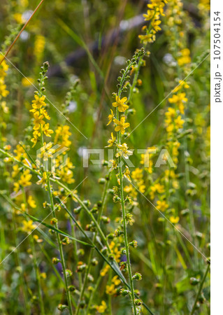 Summer in the wild among wild grasses is blooming agrimonia eupatoria Summer in the wild among wild grasses is blooming agrimonia eupatoria 107504154
