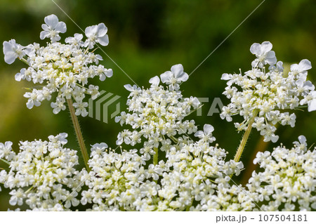 Daucus carota known as wild carrot blooming plant Daucus carota known as wild carrot blooming plant 107504181
