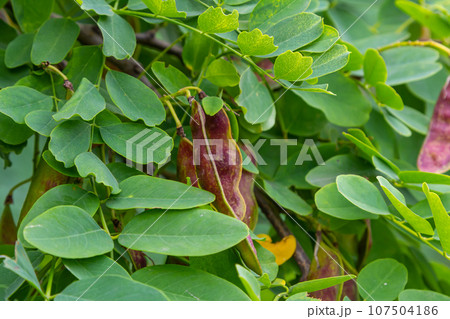 Robinia pseudoacacia, commonly known as black locust with seeds Robinia pseudoacacia, commonly known as black locust with seeds 107504186