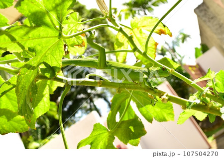 野生のグリーンイグアナ10 107504270