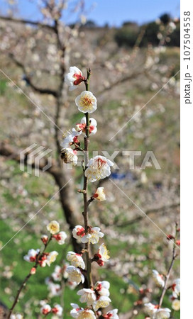 梅の花・紀州田辺梅林（和歌山県田辺市） 107504558