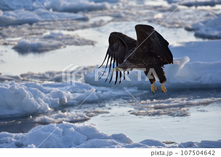オジロワシ、羅臼の流氷、知床半島、北海道 107504642
