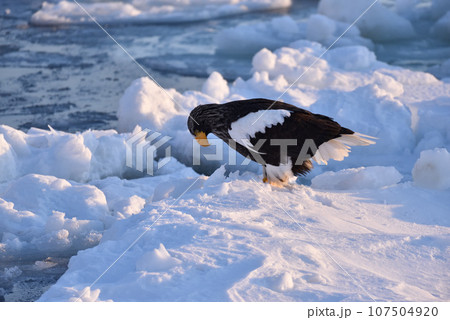 オオワシ、羅臼の流氷、知床半島、北海道 107504920