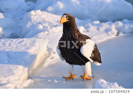 オオワシ、羅臼の流氷、知床半島、北海道 107504924