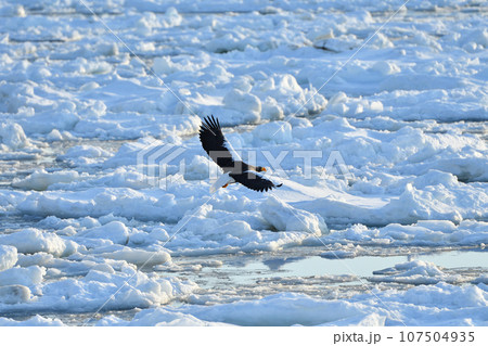 オオワシ、羅臼の流氷、知床半島、北海道 オオワシ、羅臼の流氷、知床半島、北海道 107504935