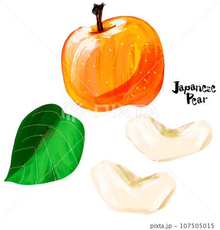 梨の手描きイラスト（筆書き水彩墨絵風） 107505015