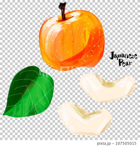 梨の手描きイラスト（筆書き水彩墨絵風） 107505015