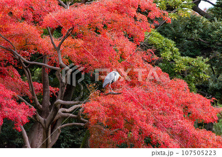 真っ赤に紅葉したモミジの木にとまるアオサギ 107505223