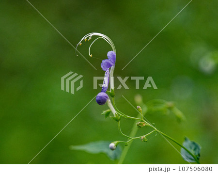 秋の山野草 シソ科カリガネソウの青紫の花 秋の山野草 シソ科カリガネソウの青紫の花 107506080