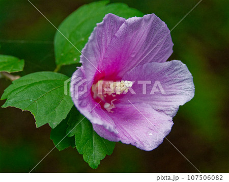 アオイ科芙蓉のピンクの花 107506082