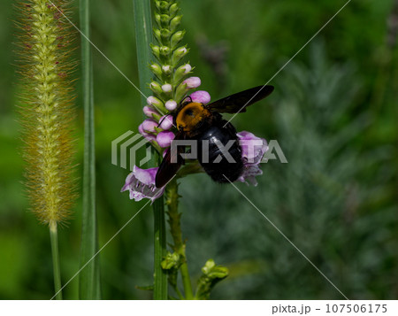 訪花昆虫 ミツバチ科キムネクマバチ 訪花昆虫 ミツバチ科キムネクマバチ 107506175