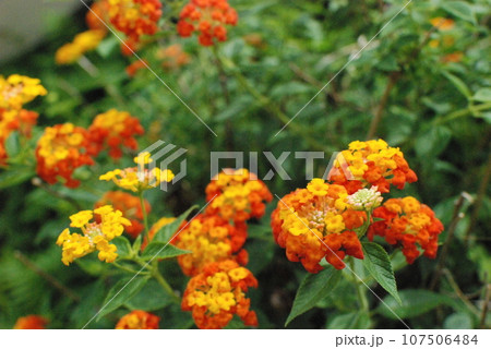 ランタナ 107506484