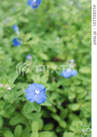 花壇の花 107506556