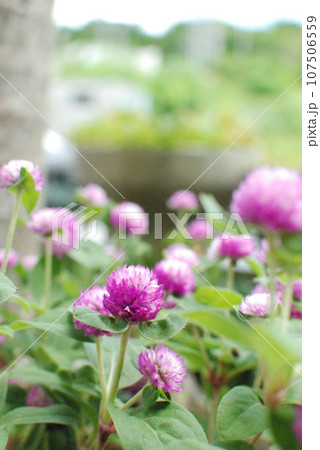 花壇の花 107506559