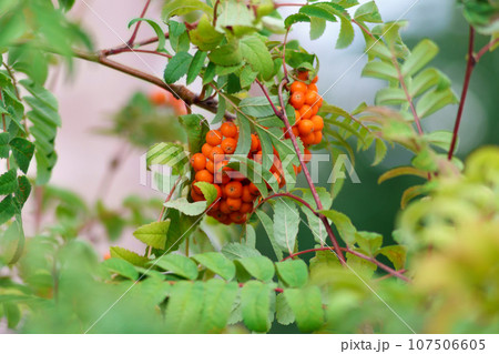 Rowan branch with a bunch of red ripe berries. Sorbus aucuparia tree close up 107506605