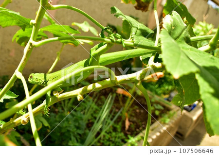 野生のグリーンイグアナ11 107506646